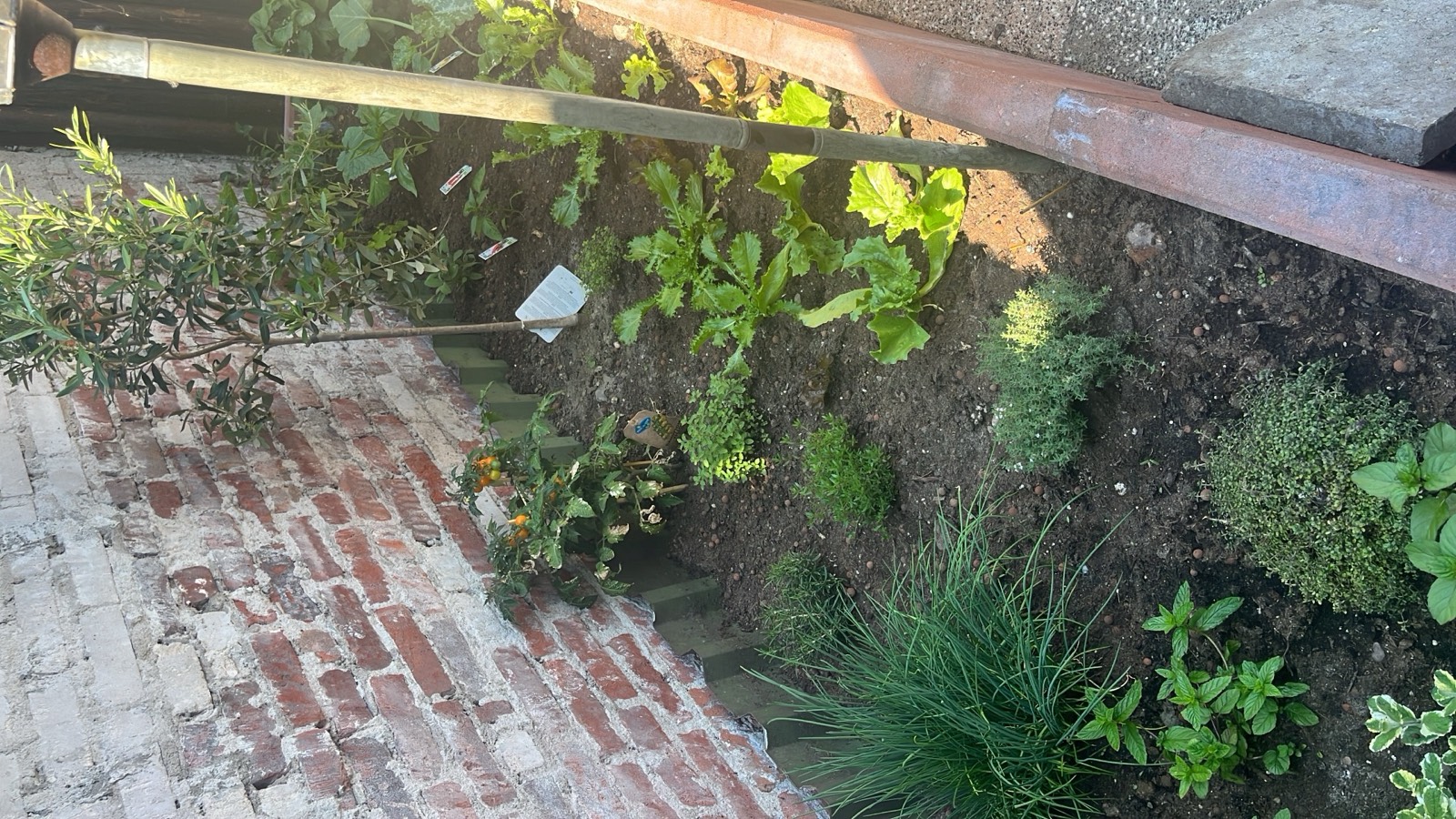 De moestuin in bloei